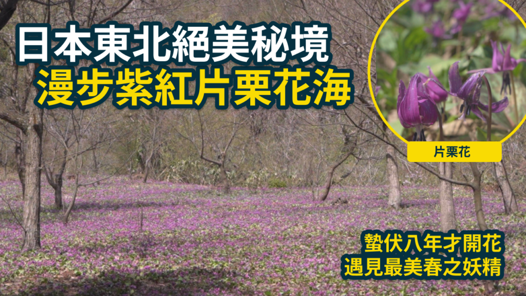 日本東北自由行秘境!秋田片栗群生之鄉,探訪蟄伏八年才綻放的夢幻紫紅花海「春之妖精」 5 片栗群生之鄉