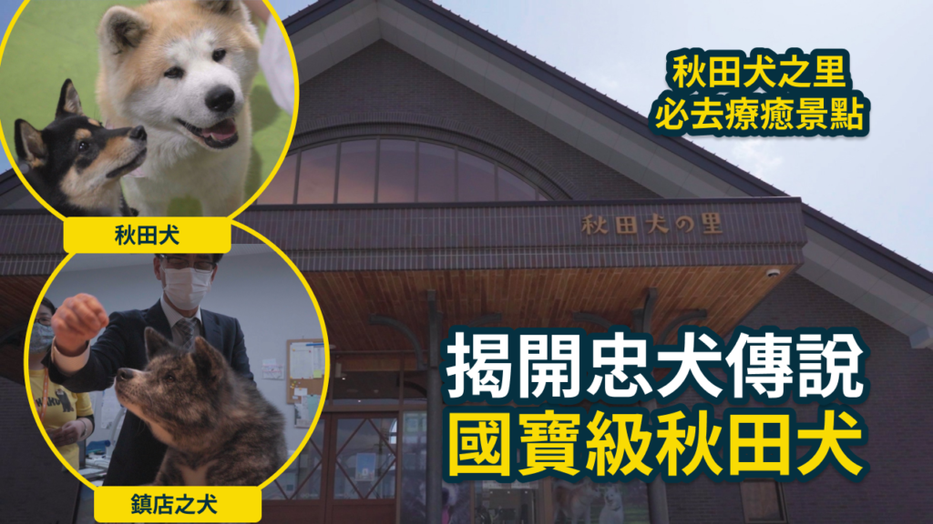 秋田自由行必去!走進秋田犬之里,揭開日本國寶級神犬的沉重歷史與絕對忠誠,超療癒的真實故事! 2 秋田犬之里